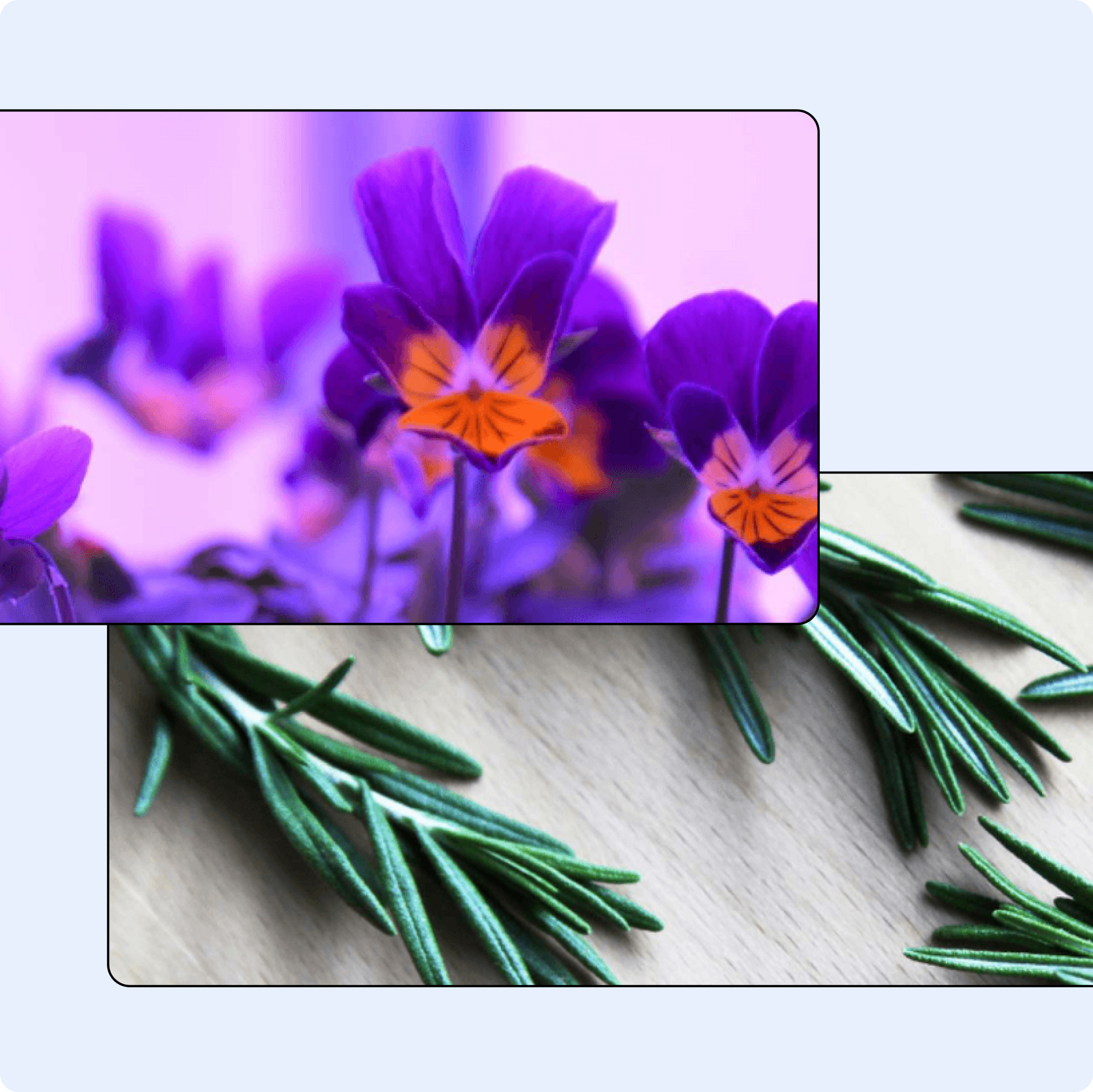 Fleurs violettes avec feuilles vertes