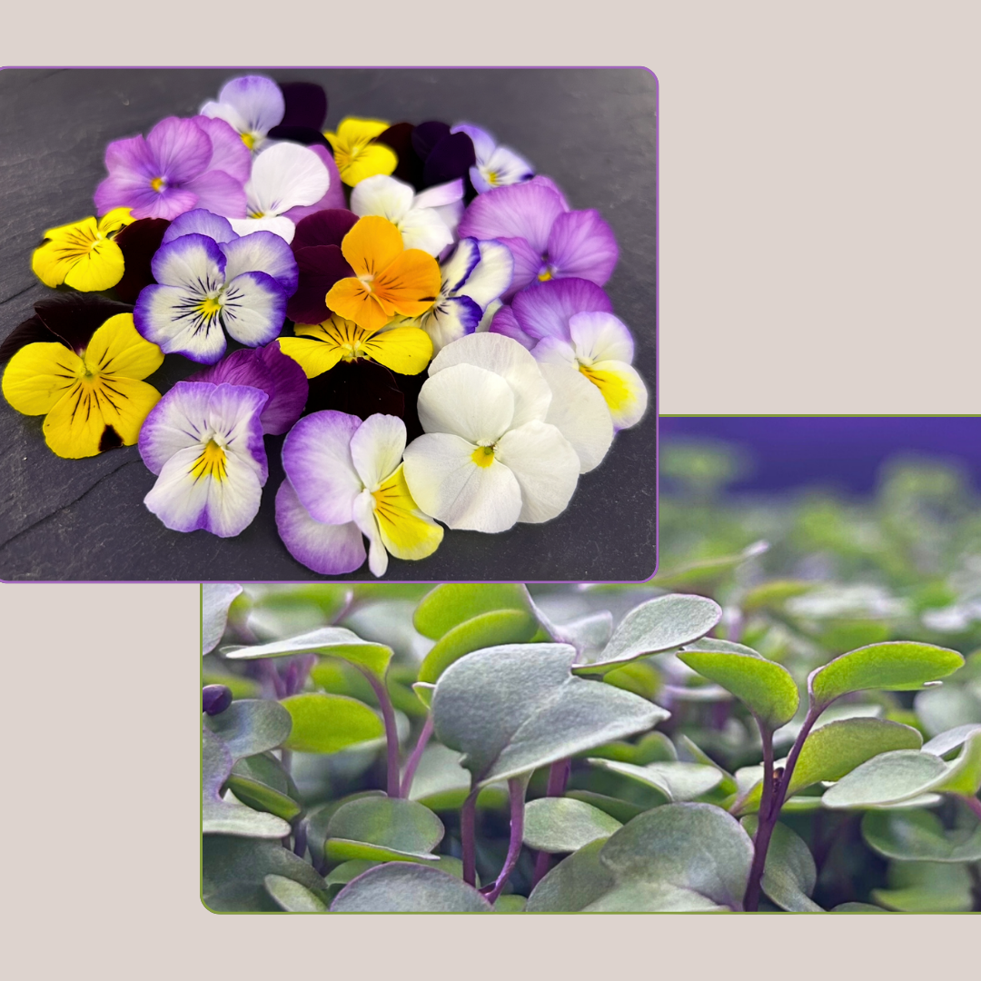 Fleurs violettes avec feuilles vertes